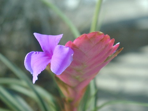 Tillandsia